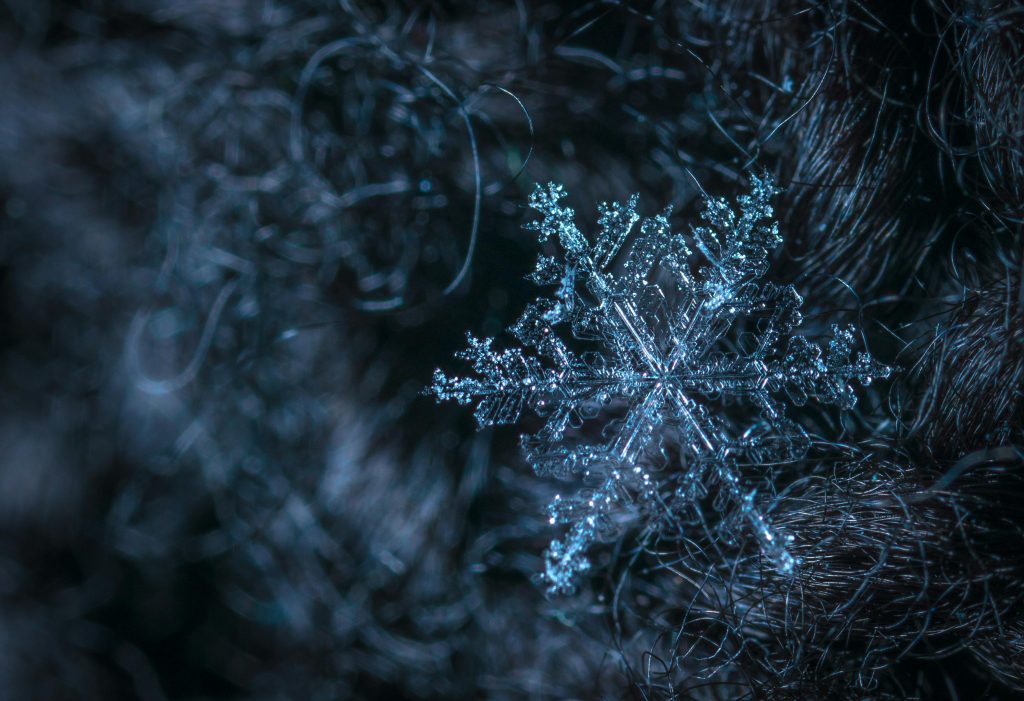 Stock photo of a snowflake resting in a tree.