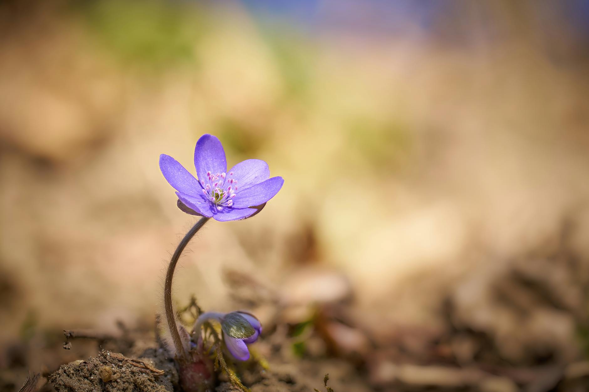 close up of purple blossom in springtime